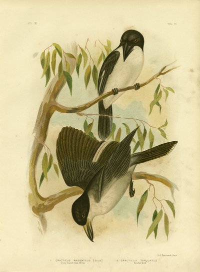 Silverys-Backed Crow-Shrike or Silver-Backed Butcherbird, 1891 by Gracius Broinowski